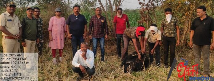 Bear electrocuted to death