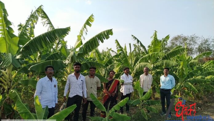Cultivation of banana crop