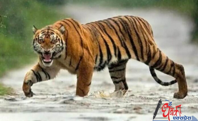 tiger attack