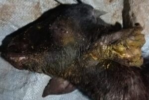 2 goats died1