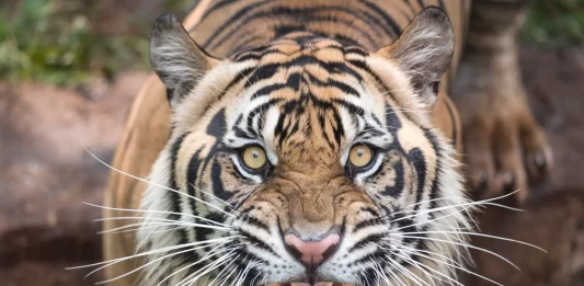 tiger attack