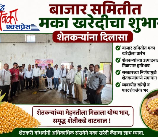बाजार समिती मक्का खरेदीचा शुभारंभ Maize Procurement Maize Procurement